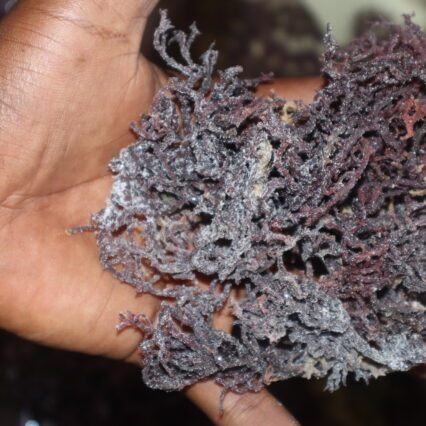 Raw Sea moss