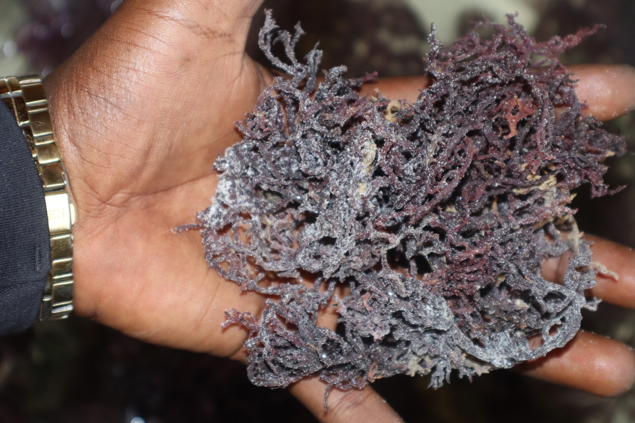 Raw Sea moss